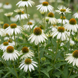 Green boutiQ - Vasteplant - Echinacea purp. Alba - Zonnehoed - Bijen- en vlinderlokkers - Wit - 12 Planten - Pot 11cm - Hoogte 15-25cm