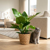 Green boutiQ - Kamerplant - Philodendron - Philodendron Imperial Green - Groen - Weinig onderhoud - 1 Plant - met Mand - Pot 19cm - Hoogte 65cm