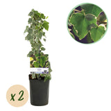 Green boutiQ - Klimplant - Hedera helix Glacier -Blad Bont - Groenblijvend - 2 planten - Pot 11cm Hoogte 40cm