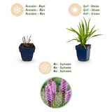 Green boutiQ - Vasteplant - Liatris spicata - Lampenkruid - Bijen- en vlinderlokkers - Paars - 12 Planten - Pot 11cm - Hoogte 15-25cm