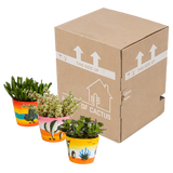 Crassula mix 10,5 cm - 3x - in Mexicaanse pot
