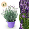 Green boutiQ - Tuinplant - Lavandula angustifolia Munstead - Lavendel - Winterhard - Paars - 3 Planten - Pot 12cm - Hoogte 15-25cm