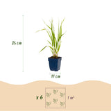 Green boutiQ - Grassen - Molinia caer. Heidebraut - Pijpestrootje - Met Pluim - Groen - 24 Planten - Pot 11cm - Hoogte 15-25cm