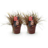 Green boutiQ - Siergrassen - Uncinia rubra Everflame- Rood - 2 Planten - Bladhoudend - Weinig Onderhoud - Pot 17cm Hoogte 50cm