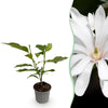 Green boutiQ - Tuinplant - Magnolia stellata Royal Star - Bloem Wit - 1 Plant - Bladverliezend - Weinig Onderhoud - Pot 12cm Hoogte 30cm