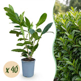 Green boutiQ - 40x Prunus laur. Caucasica - Laurierkers - Haagplanten - Groenblijvend - Groen - Pot 9cm - Hoogte 25-35cm