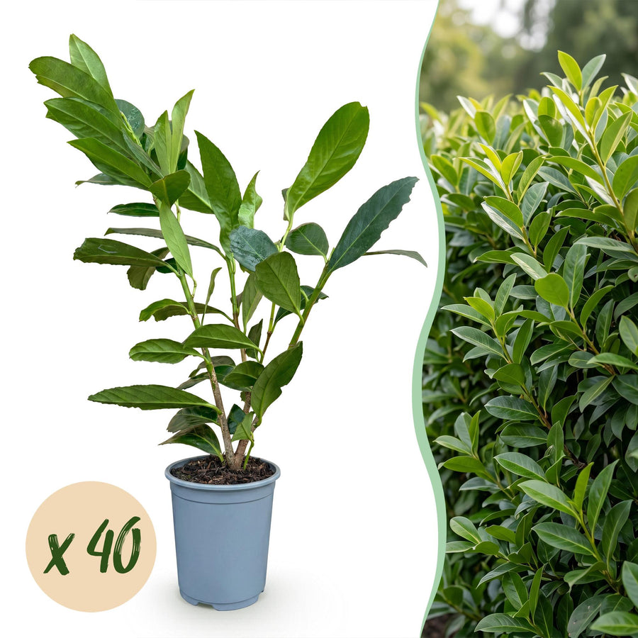 Prunus laur. Caucasica — Laurierkershaag, 40 stuks, 25-35 cm