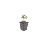 6x Iberis semp. 'Schneeflocke' - ↕10-25cm - Ø9cm