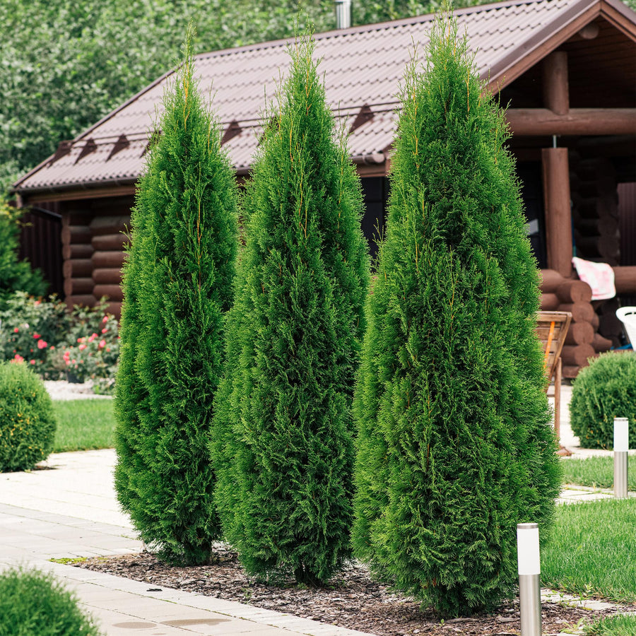 Thuja occidentalis Smaragd — Levensboomhaag, 6 planten (1 strekkende meter), 60 cm