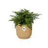 Asplenium Parvati in ELHO Vibes Fold 14cm geel