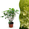 Green boutiQ - Tuinplant - Hydrangea panniculata Limelight - Pluimhortensia - Winterhard - Lime Groen - 1 Plant - Pot 12cm - Hoogte Hoogte 20-30cm