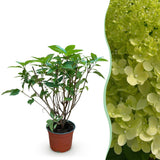 Green boutiQ - Tuinplant - Hydrangea panniculata Limelight - Pluimhortensia - Winterhard - Lime Groen - 1 Plant - Pot 12cm - Hoogte Hoogte 20-30cm
