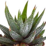Gasteria/Haworthia mix 5,5cm - in witte pot - 5x