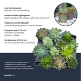 Set of 12 -Succulent Mix Set - Assorted Succulents in 6 cm Pots (8–12 cm high)