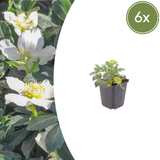 6x Helleborus orientalis - ↕10-25cm - Ø9cm