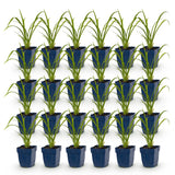 Green boutiQ - Vasteplant - Hemerocallis Mauna Loa - Daglelie - Bijen en Vlinderlokkers - Oranje - 24 Planten - Pot 11cm - Hoogte 15-25cm