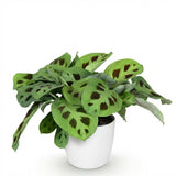 Green boutiQ - Kamerplant - Maranta Fascinator Kerchoveana - Zebraplant - Huisdiervriendelijke Plant - Groen - 1 Plant - met Potter Wit - Pot 12cm - Hoogte 25cm
