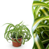 Green boutiQ - Kamerplant - Chlorophytum comosum Bonnie - Krullende Graslelie - Huisdiervriendelijke Plant - Groen - 1 Plant - Pot 12cm - Hoogte 20cm