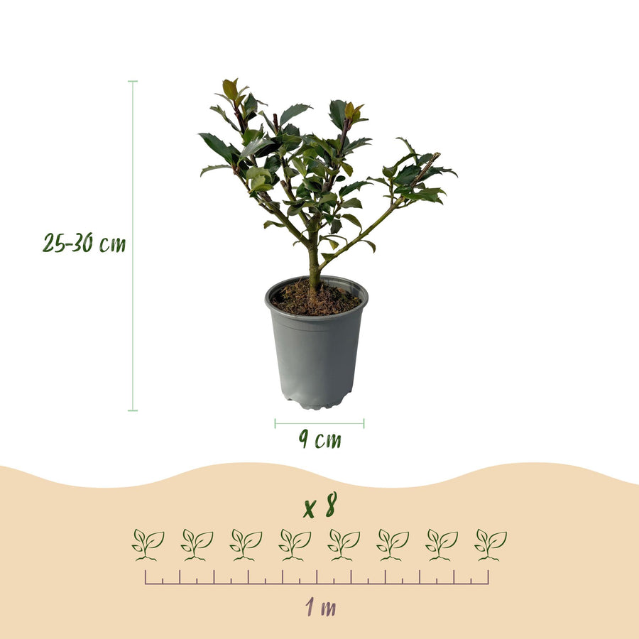 Ilex Blue maid — Hulsthaag, 8 planten (1 strekkende meter), 25-30 cm
