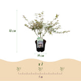 Green boutiQ - Terrasplant - Japanse Esdoorn - Acer palmatum Iyoshi - Roze - 1 Plant - Bladverliezend - Pot 19cm Hoogte 70cm