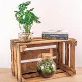Monstera in vaas DIY-pakket - Hydroponie
