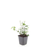 48x Euonymus fort. 'Coloratus' - ↕10-25cm - Ø9cm