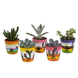 Vetplanten mix 5.5 cm - 5x - in Mexicaanse pot