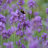 Lavandula 'Munstead' – 6 Pluggen | Kweek & Geniet van Geurende Lavendel