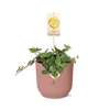 Peperomia ‘Hope’ in ELHO Vibes Fold 14cm roze