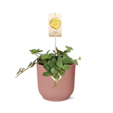 Peperomia ‘Hope’ in ELHO Vibes Fold 14cm roze