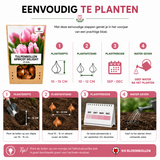 Tulpenbollen Apricot Delight — abrikoosroze tulp, 20 stuks (maat 11/12)
