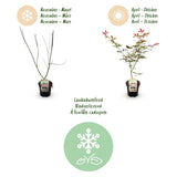 Green boutiQ - Terrasplant - Japanse Esdoorn - Acer palmatum Sumi-nagashi - Rood - 1 Plant - Bladverliezend - Pot 19cm Hoogte 70cm