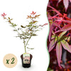 Green boutiQ - Terrasplant - Japanse Esdoorn - Acer palmatum Sumi-nagashi - Rood - 2 Planten - Bladverliezend - Pot 19cm Hoogte 70cm