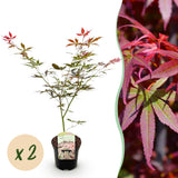 Green boutiQ - Terrasplant - Japanse Esdoorn - Acer palmatum Sumi-nagashi - Rood - 2 Planten - Bladverliezend - Pot 19cm Hoogte 70cm