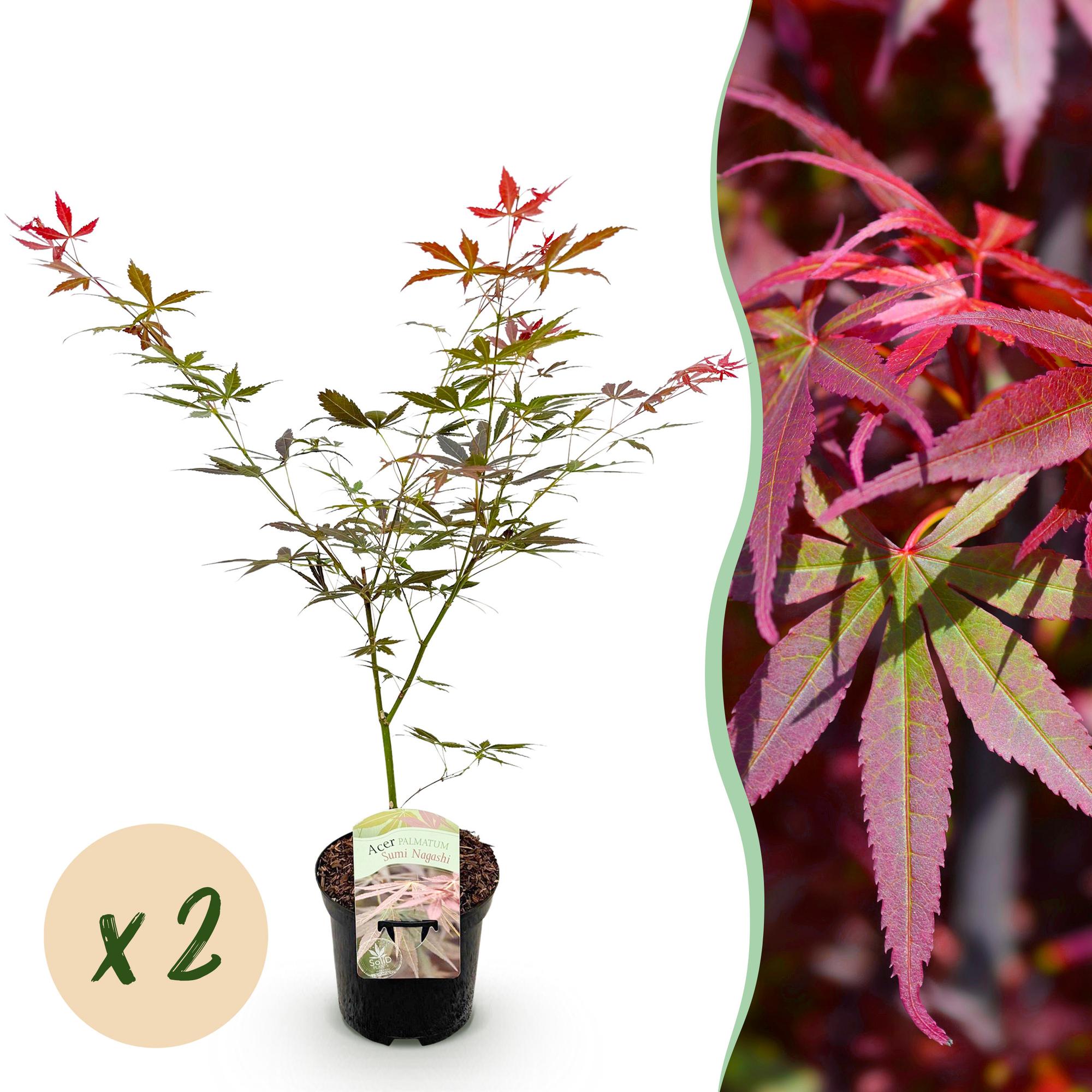 Green boutiQ - Terrasplant - Japanse Esdoorn - Acer palmatum Sumi-nagashi - Rood - 2 Planten - Bladverliezend - Pot 19cm Hoogte 70cm