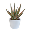 Aloë zebrina Dannyz 10,5cm - in witte pot
