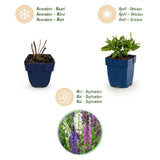 Green boutiQ - Vasteplant - Salvia Tricolour - Salie - Geurend - Paars - Roze - Wit - 12 Planten - Pot 11cm - Hoogte 15-25cm