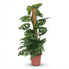 Green boutiQ - Kamerplant - Monkey Mask - Monstera Andansonii Mosstok - Groen - Weinig onderhoud - 1 Plant - Pot 19cm - Hoogte 90cm