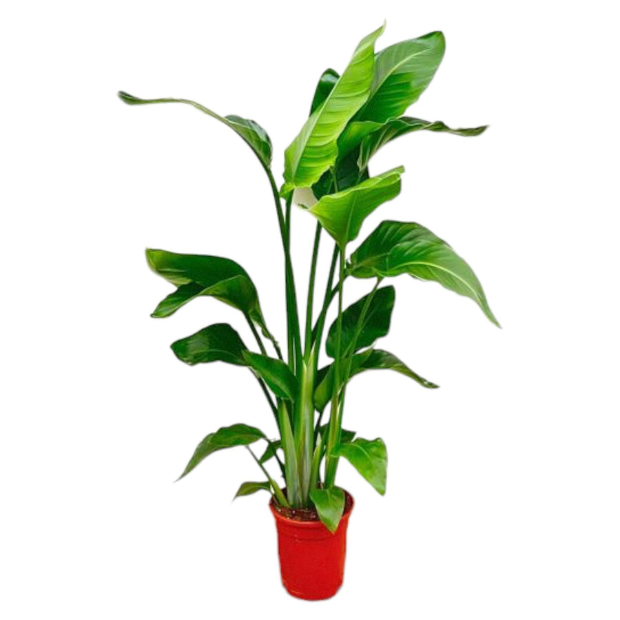 Strelitzia Nicolai – 70-100 cm hoog