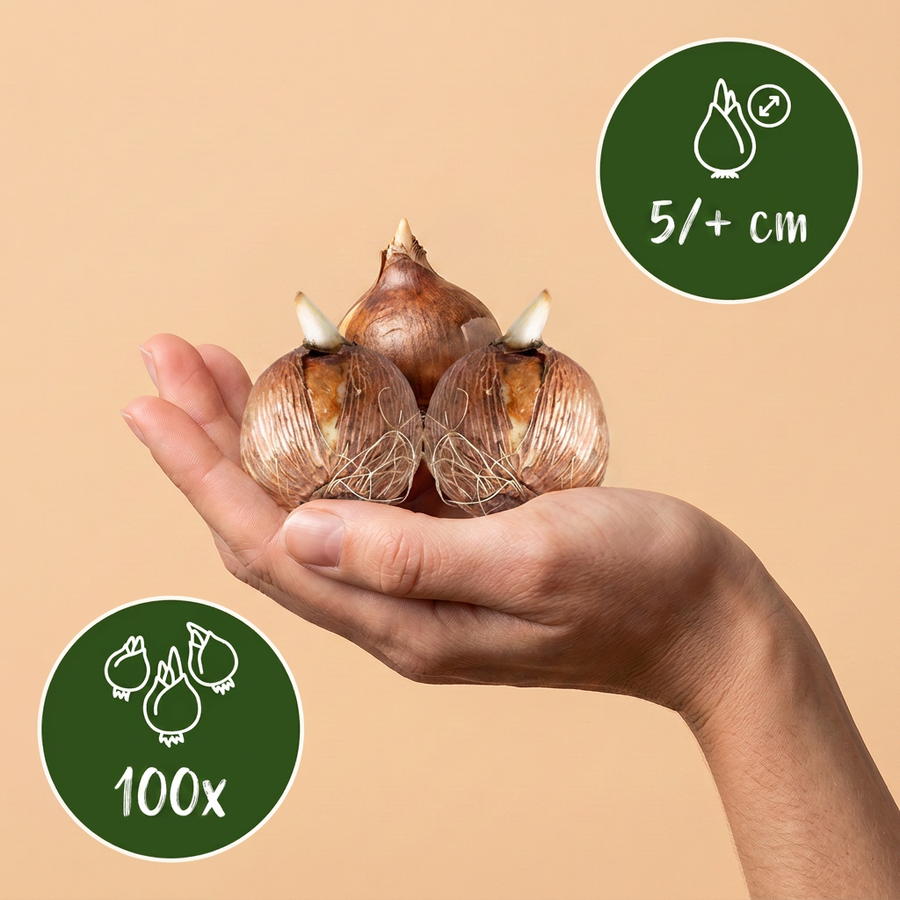 Krokusbollen Ruby Giant — paars, 100 stuks (bolmaat 5/+)