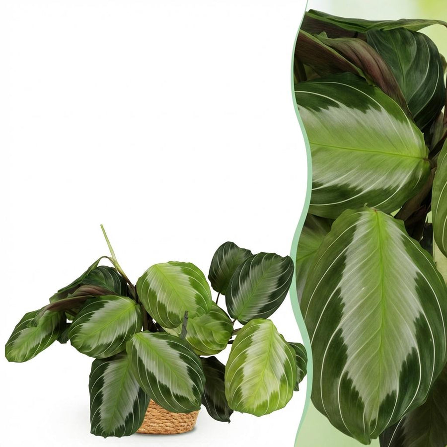 Maranta Silverband – Pot Ø12 cm · 25 cm hoog · met mand