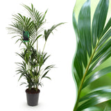 Green boutiQ - Kamerplant - Howea Forsteriana - Kentia Palm - Weinig Onderhoud - Groen - 1 plant - Pot 27cm - Hoogte 160-170cm