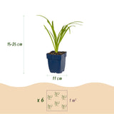 Green boutiQ - Vasteplant - Hemerocallis Tricolour - Daglelie - Bijen- en vlinderlokkers - Creme - Geel - Rood - 12 Planten - Pot 11cm - Hoogte 15-25cm