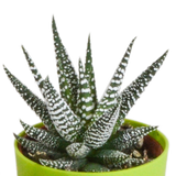 Gasteria/Haworthia mix 5,5cm - 5x - in gekleurde plasticpot