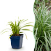 Green boutiQ - Grassen - Carex morrowii Ice Dance - Japanse Zegge - Groenblijvend - Creme-Groen - 6 Planten - Pot 11cm - Hoogte 15-25cm