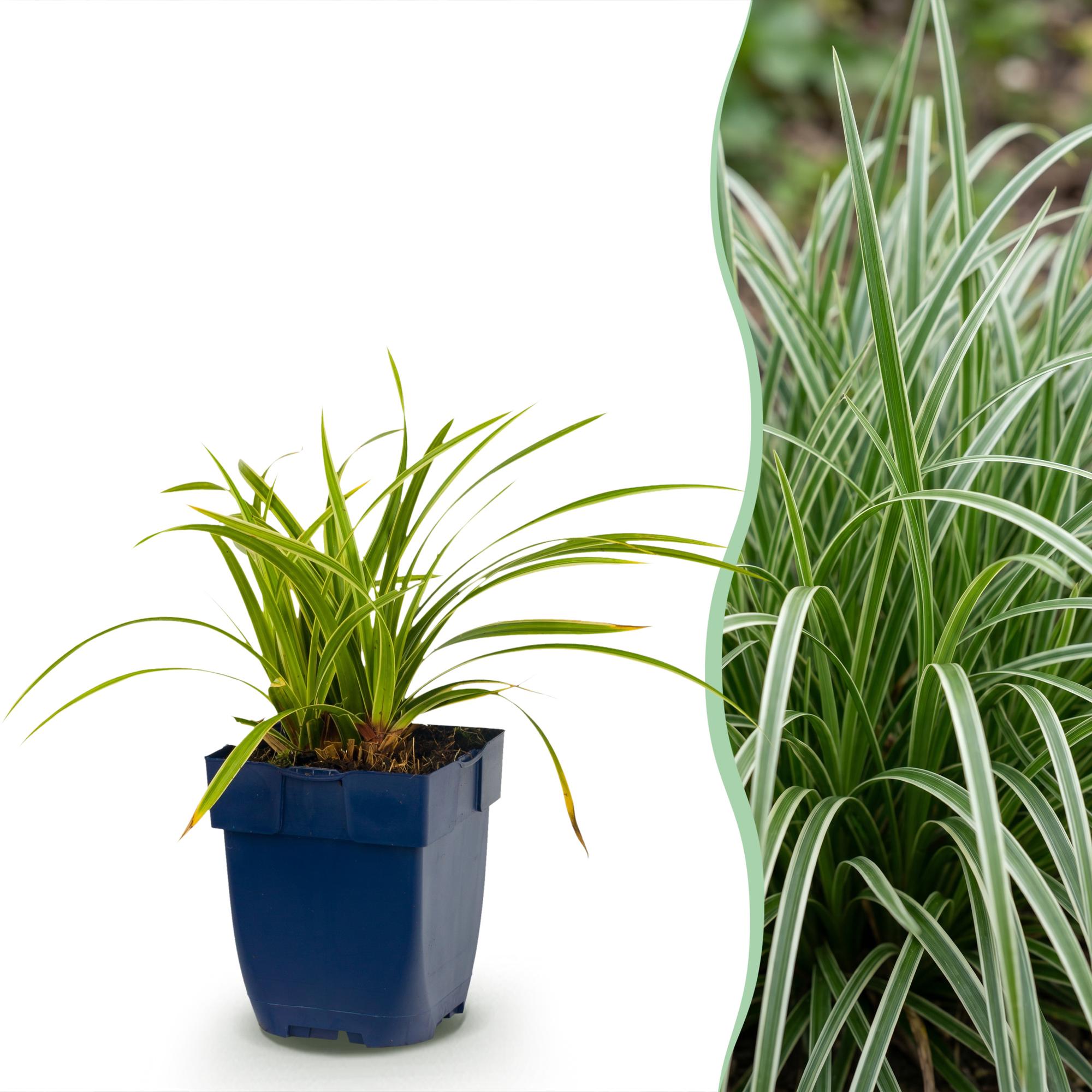 Green boutiQ - Grassen - Carex morrowii Ice Dance - Japanse Zegge - Groenblijvend - Creme-Groen - 6 Planten - Pot 11cm - Hoogte 15-25cm