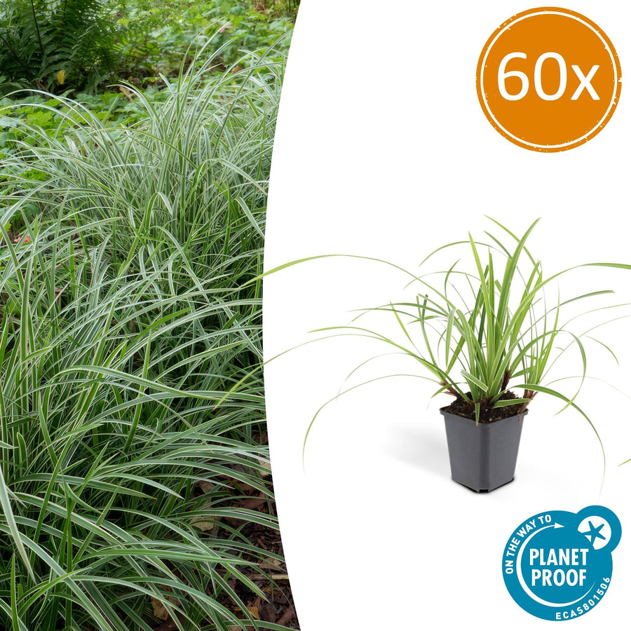 Carex morrowii 'Ice Dance' – 60 planten · pot Ø9 cm · 10-25 cm hoog