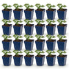 Green boutiQ - Vasteplant - Geranium sang. Album - Ooievaarsbek - Bodembedekkend - Wit - 24 Planten - Pot 11cm - Hoogte 15-25cm