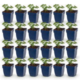 Green boutiQ - Vasteplant - Geranium sang. Album - Ooievaarsbek - Bodembedekkend - Wit - 24 Planten - Pot 11cm - Hoogte 15-25cm