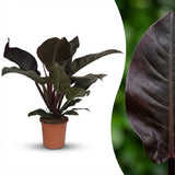 Green boutiQ - Kamerplant - Philodendron - Philodendron Imperial Red - Rood - Weinig onderhoud - 1 Plant - Pot 19cm - Hoogte 60cm